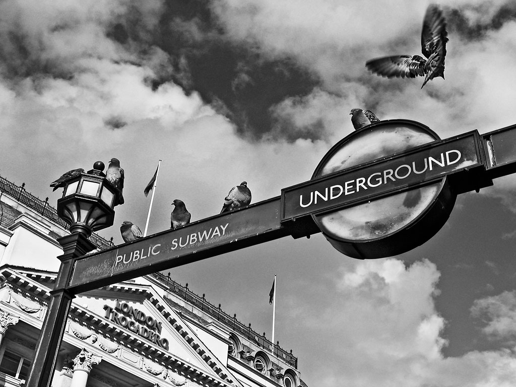 Pigeons, Piccadilly Circus - click to enlarge
