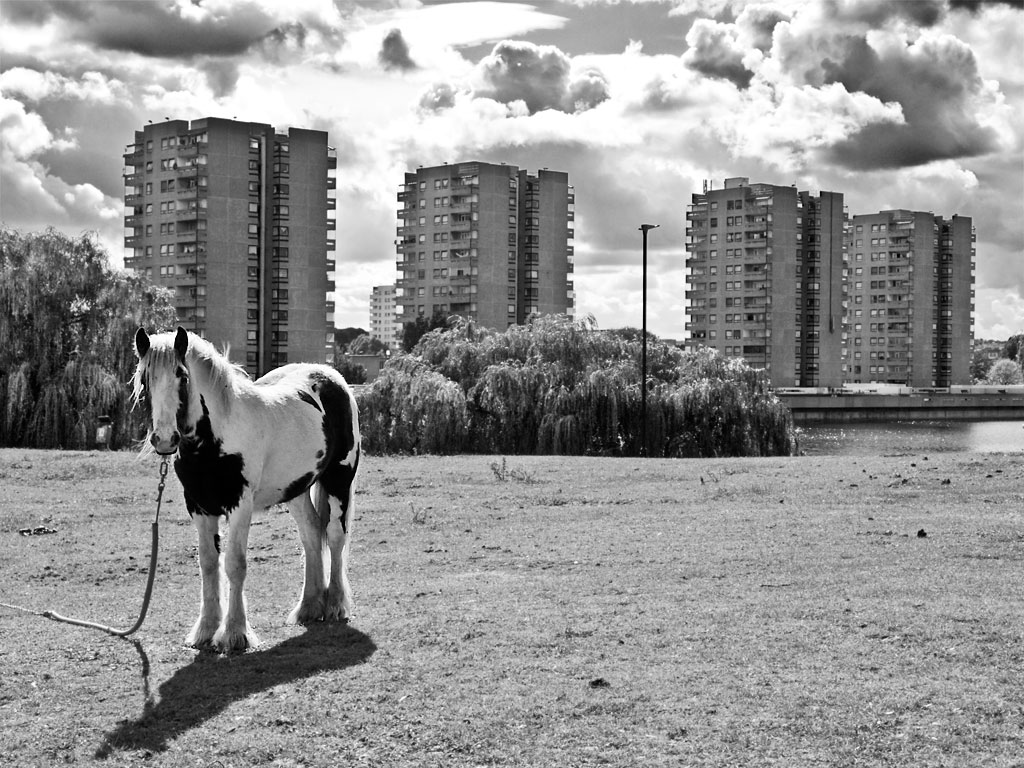 Horse, Thamesmead - click to enlarge