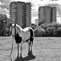 Horse, Thamesmead - click to enlarge