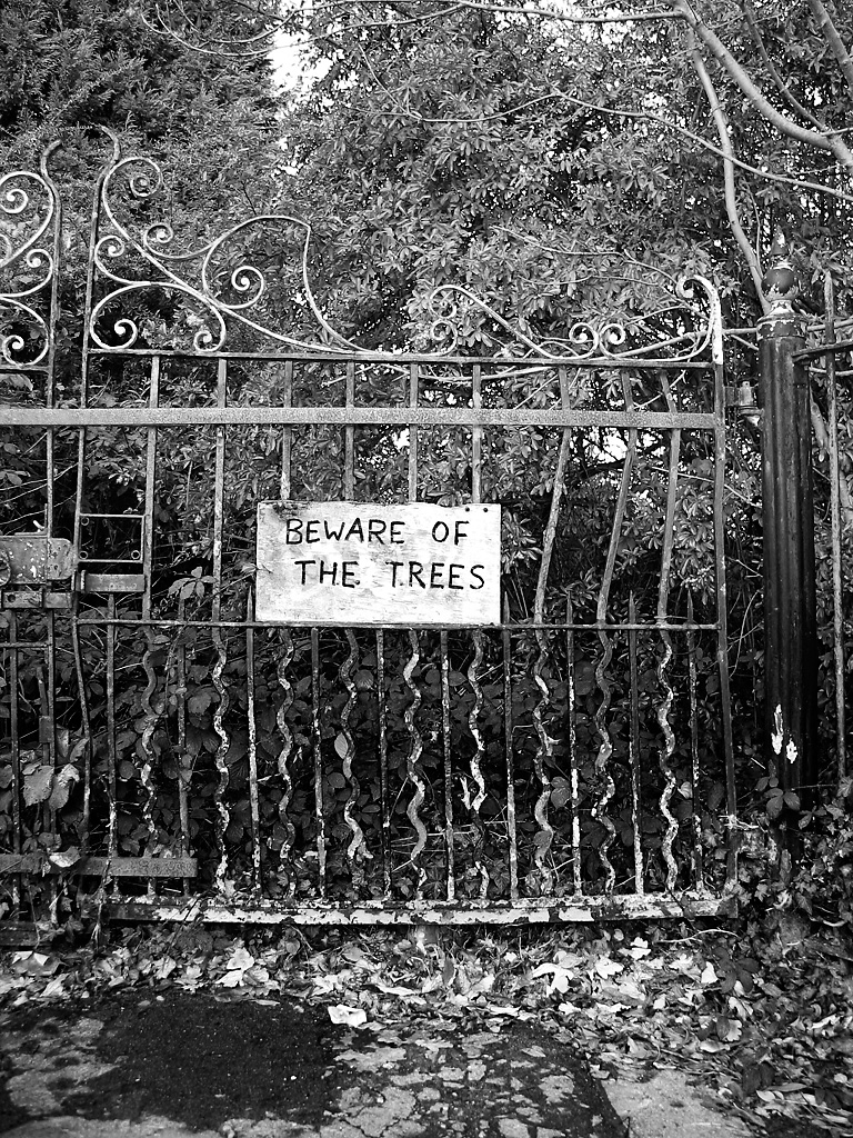 Beware of the Trees in Honor Oak