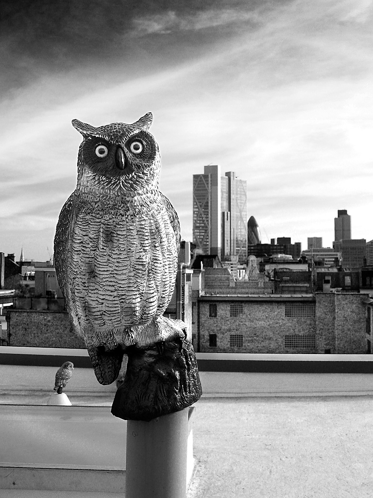Owl, rooftop, Hoxton Street