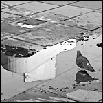 Pigeons in Puddles No. 7